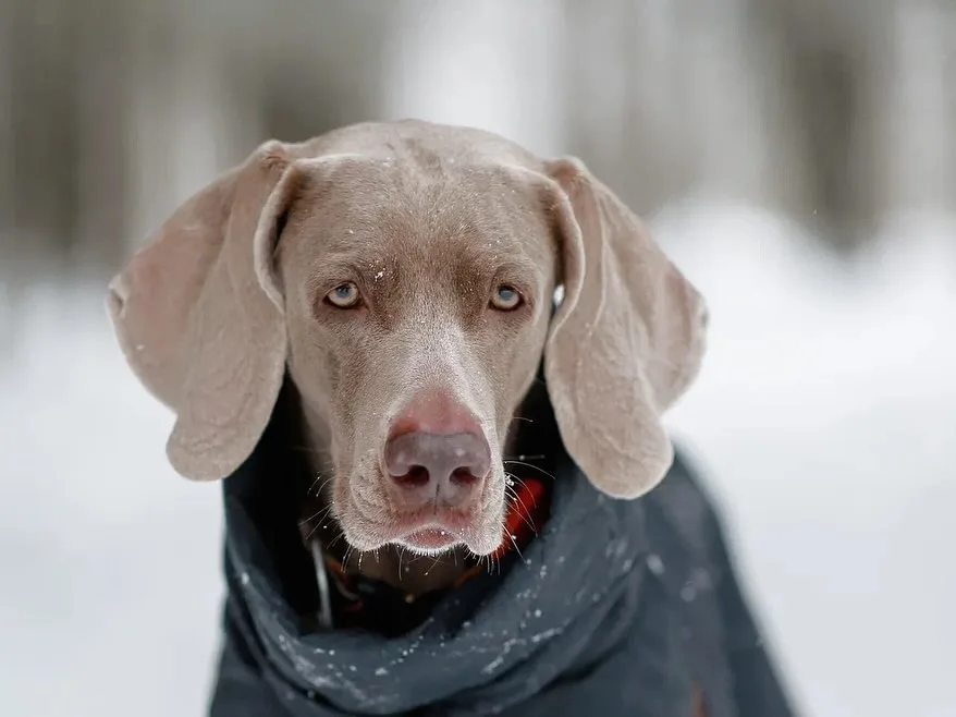 Weimaraner