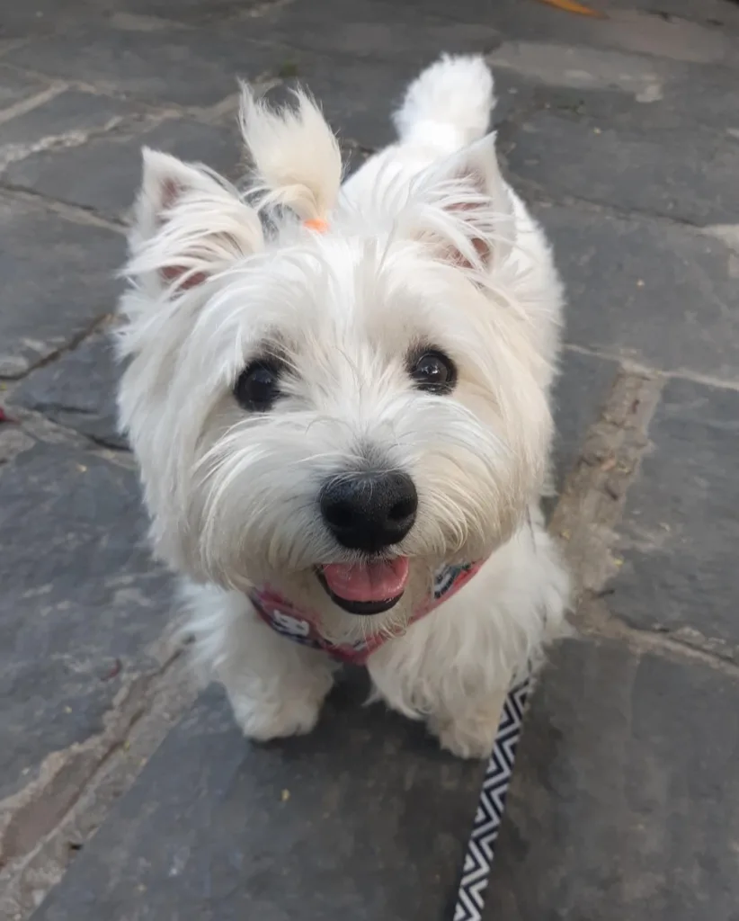 West Highland White Terrier - Westie