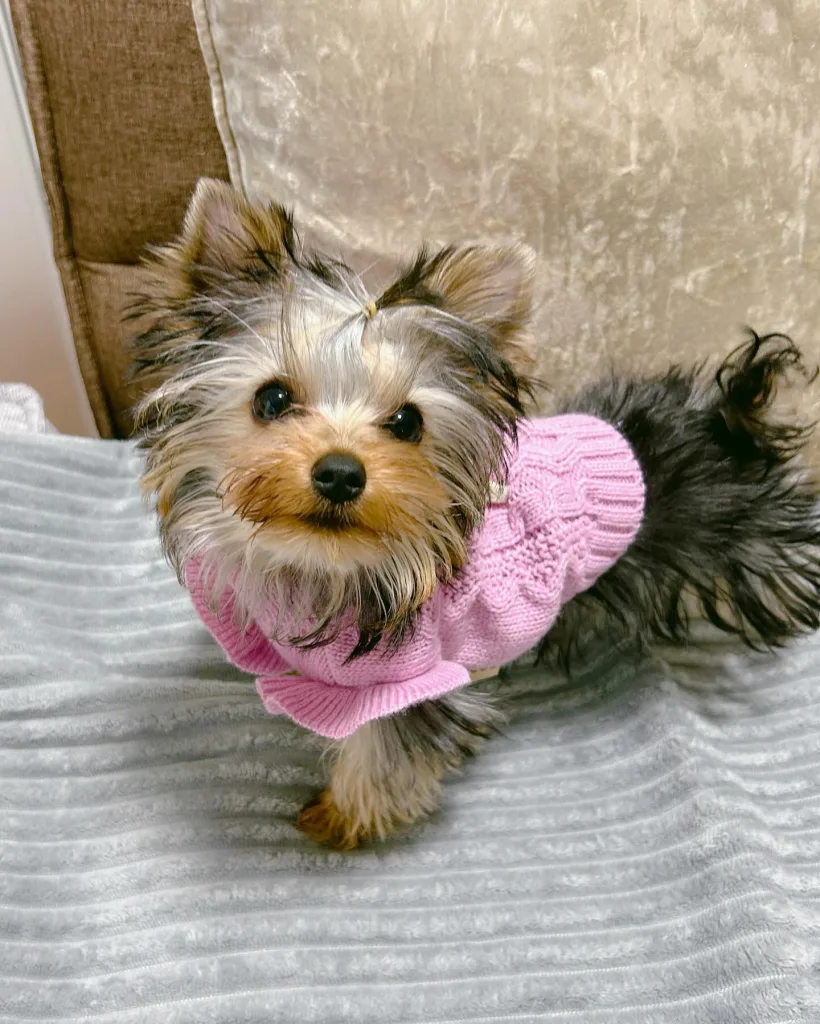 Yorkshire Terrier